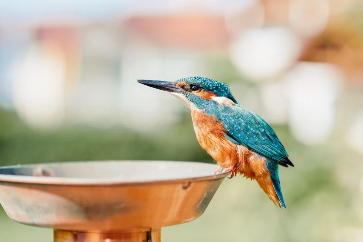 Unsere Philosophie 5 Eisvogel auf Ast vor dem Hotel