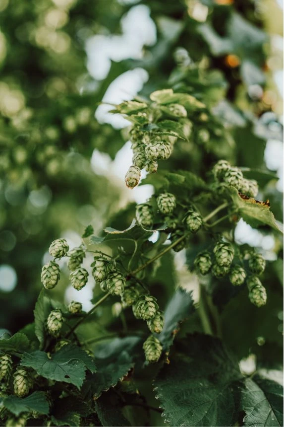 Detailansicht Hallertauer Hopfen