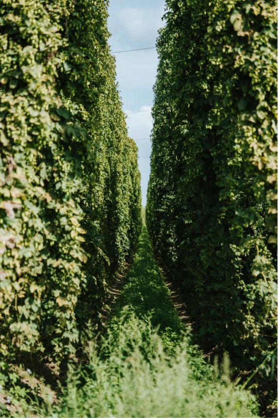 Ausflugsziele 3 Blick in den hochgewachsenen Hopfengarten
