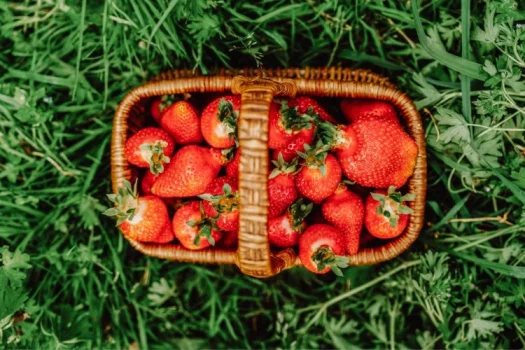 Dein Wellnesshotel: Luxus und Natur vereint 51 spargelhof-feldmann-2-11-1