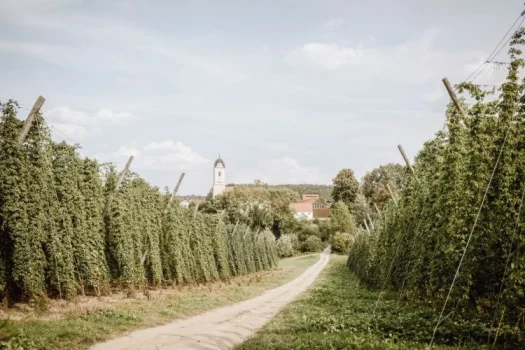 Hopfengärten in der Hallertau