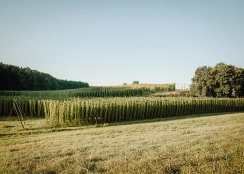hochgewachsener Hopfengarten