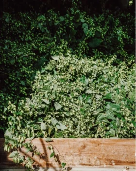 Detailansicht Hallertauer Hopfen