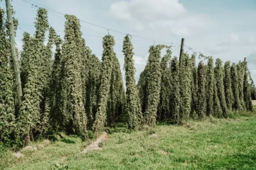 hochgewachsener Hopfengarten